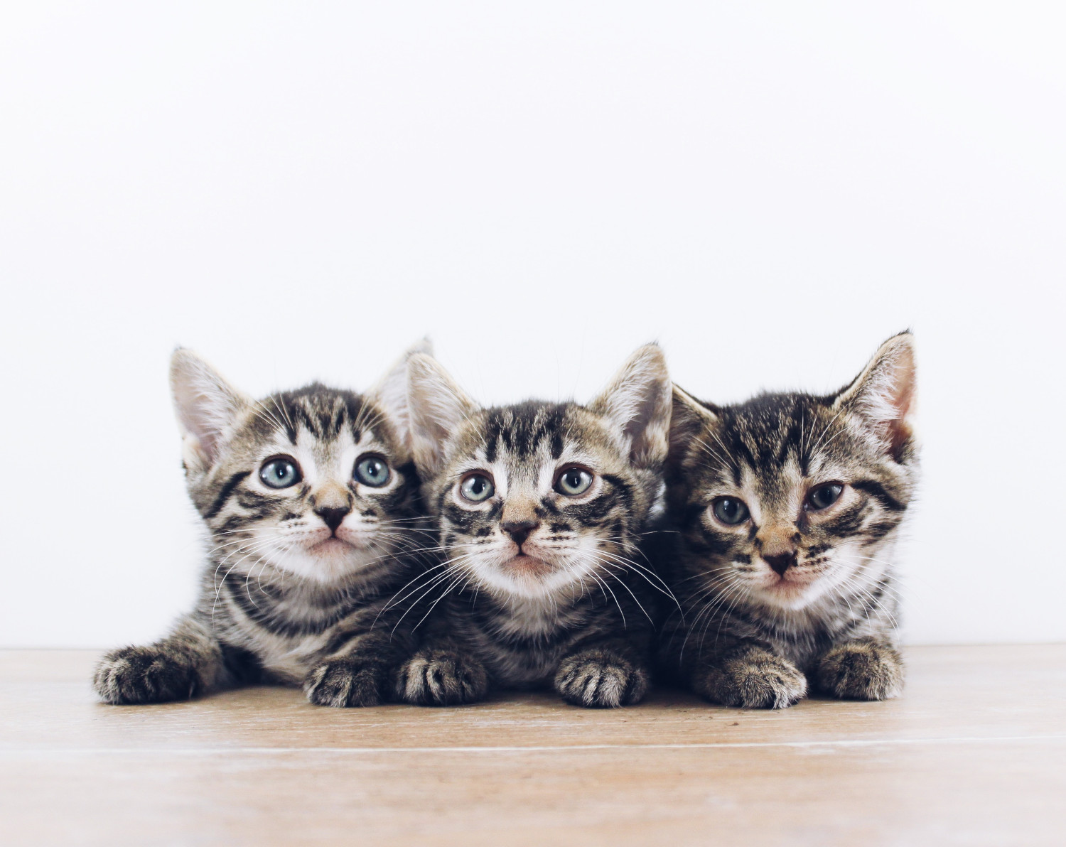 Professional headshot of 3 kitties.